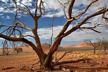 Sand dunes in the salt pan of Sossusvlei. Namib Naukluft National Park. Namibia. Africa.
