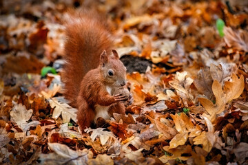 ruda wiewiórka w parku  - obrazy, fototapety, plakaty