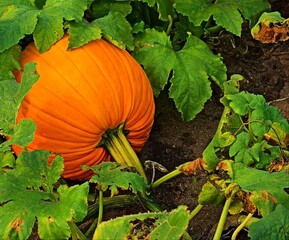 Obraz premium pumpkin on the ground