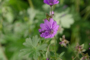 Obraz premium Wilde Malve mit Insekt