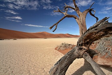 Deadvlei is a white clay pan located near the more famous salt pan of Sossusvlei, inside the Namib-Naukluft National Park in Namibia. Africa.