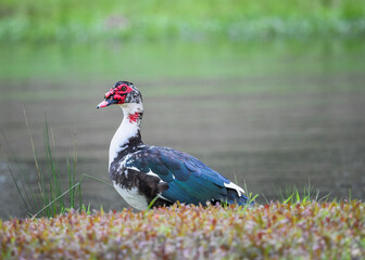 duck in the park soft background