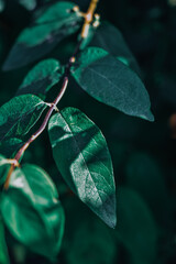 Vertical shot of beautiful leaves of a vine in a fores