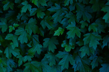 Naklejka na ściany i meble Dark green leaves pattern background.
