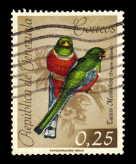 collared trogon (Trogon collaris), exotic tropical bird