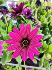 Violette Blume mit Hintergrund