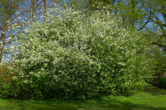 Gew&ouml;hnliche Traubenkirsche