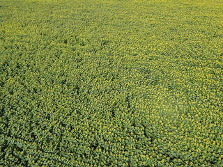 Sunflower field on a sunny day, aerial view. Farm field planted with sunflowers, agricultural landscape.