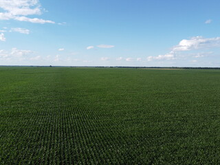 Obraz premium Huge cornfield on a sunny summer day, aerial view. Blue sky over green farm field, landscape.