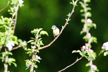 Blue tit sitting in the rain