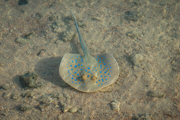 Closeup of a Bluespotted ribbontail ray underwater under the sunlight