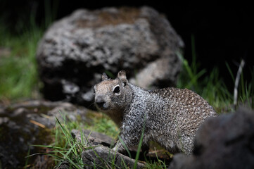 Naklejka na ściany i meble Curious California ground squirrel