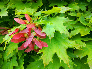unripe red maple seeds hang on the tree among green leaves, on the seeds there are drops of water from the past rain