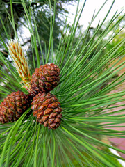 Fototapeta premium three small pine cones on a tree branch among green needles, pine flowering