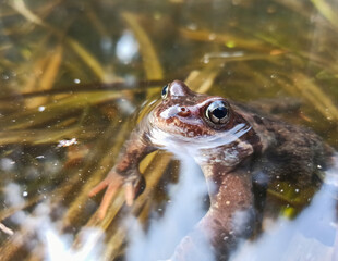 portrait of a frog peeking out from under the water in a pond