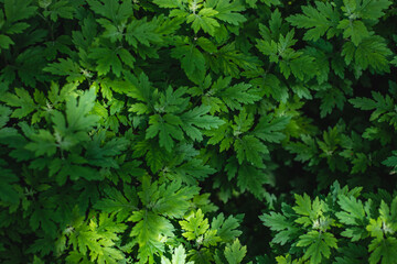 The leaves are green ornamental plants in the garden on a sunny day. Green plant background.