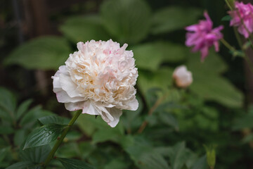 Double pink garden peony flower lat.Paeonia lactiflora. Pink peony on a green background. A beautiful pink flower in green leaves. A pale pink peony in the garden on a sunny day.