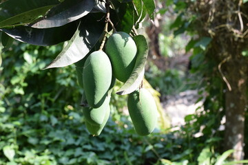 Green mango on a mango farm