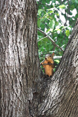 Red Fox Squirrel resting in the fork of a tree branch and its trunk.