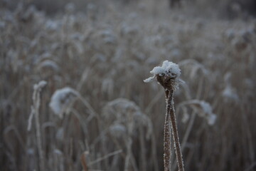snow-covered spikelet of wheat
