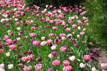 Fototapeta premium A meadow of tulips. Beautiful flowers in the garden. Suitable for backgrounds.