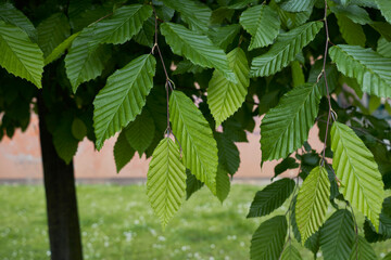 Carpinus betulus 