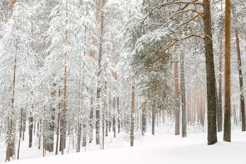 winter pine forest in the snow. snow straight brown trunks of the trees. snow-covered trees on a bright day without snowfall