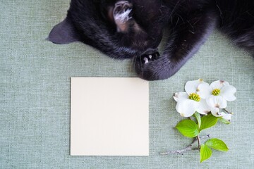 緑の和風の布とハナミズキの花を背景に寝ている黒猫を添えたクリーム色の正方形のカードのモックアップ