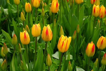 Yellow-orange tulips. Beautiful flowers.