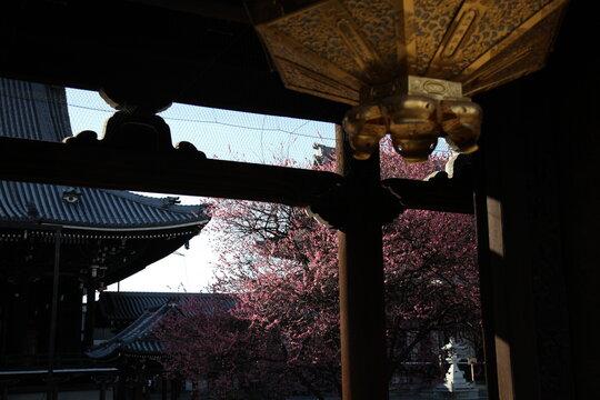 Kyoto, Japan, March 11, 2013: Red cherry trees in Nishihonganji