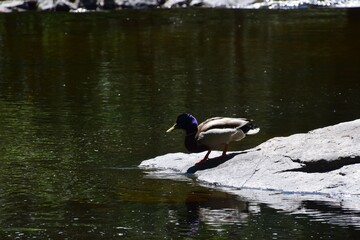 Park of the Doncaster river in southern Quebec