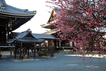 Obraz premium Kyoto, Japan, March 11, 2013: Red cherry trees in Nishihonganji