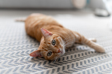 brown tabby cat with green eyes  lying on the carpet, looks at the camera