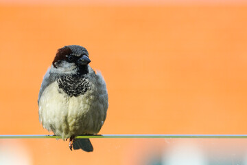 gray sparrow with a black head on an orange background