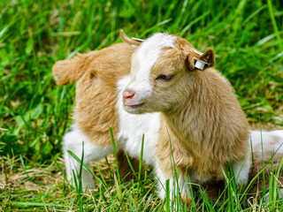 lovely smiling spotted young goat baby in a green meadow