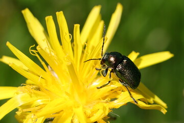 coléoptère  vert métallique chrysomèle sur une fleur de pissenlit