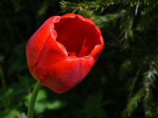 Close-up of a red tulip with glossy bright petals in a natural garden environment in contrasting...