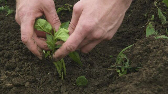 Close-up of the hand of a Caucasian white man straightening and planting seedlings of balgar pepper in the black earth. Smooth camrera movement high dynamic range