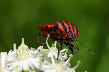 punaise arlequin graphosome rayé pentatome sur fleur blanche