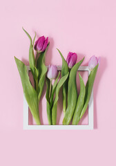 Creative layout made of spring flowers painting like scene. Fresh tulips in the frame on pastel pink background.