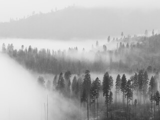 Fog in Yosemite Valley