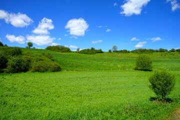 Blick in das Okental mit Wiesen und Gebüsch im Sommer, Büren, Kreis Paderborn, Ostwestfalen-Lippe