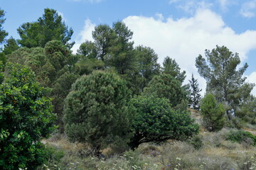 Obraz premium pine trees in the mountains