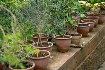 Many different pots of plants in the botanical garden