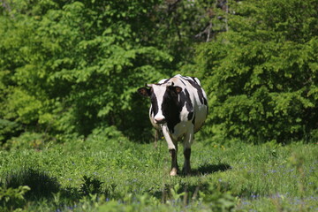 Fototapeta na wymiar Cows Graze in a Meadow