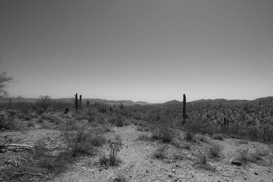 Black and white desert photo