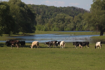 Cows Graze in a Meadow