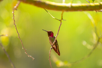 Hummingbird with green background