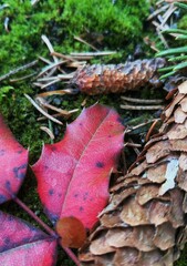 composition of pine cones and red leaves