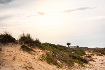 Very hot sunset in the dunes of a beach, with palm trees in the background and a cloudy sky. 